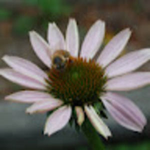 Meet your Posher, Iris